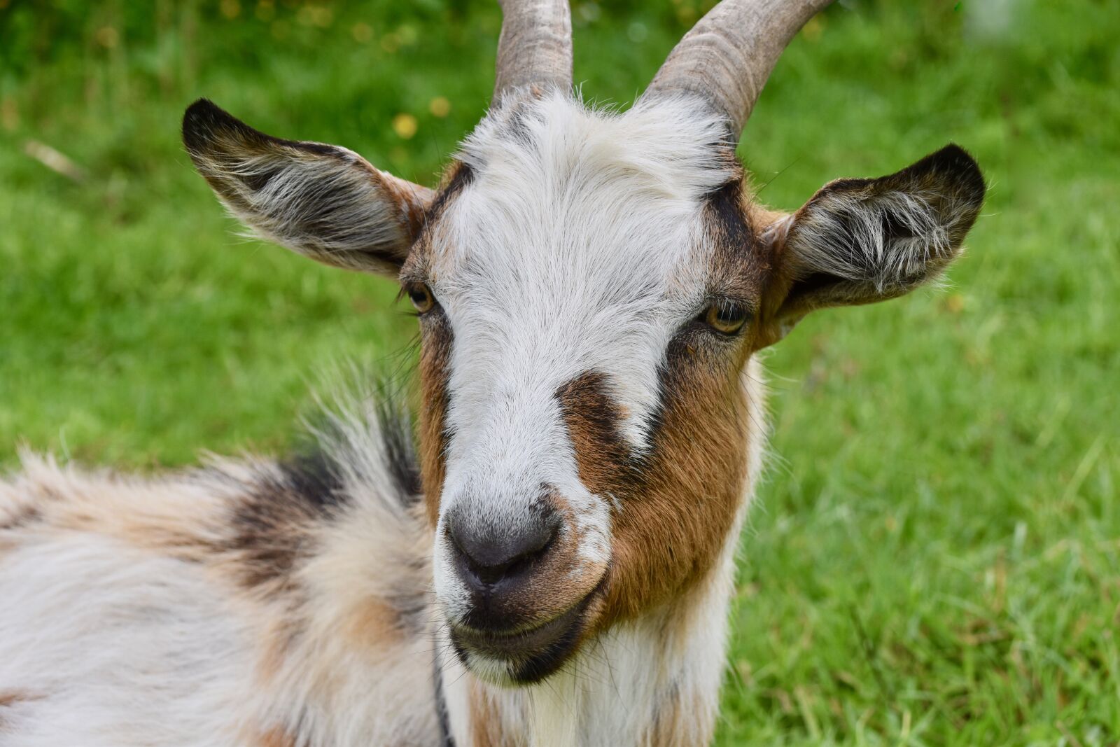 Nikon D5600 sample photo. Goat, goat horns, ruminants photography