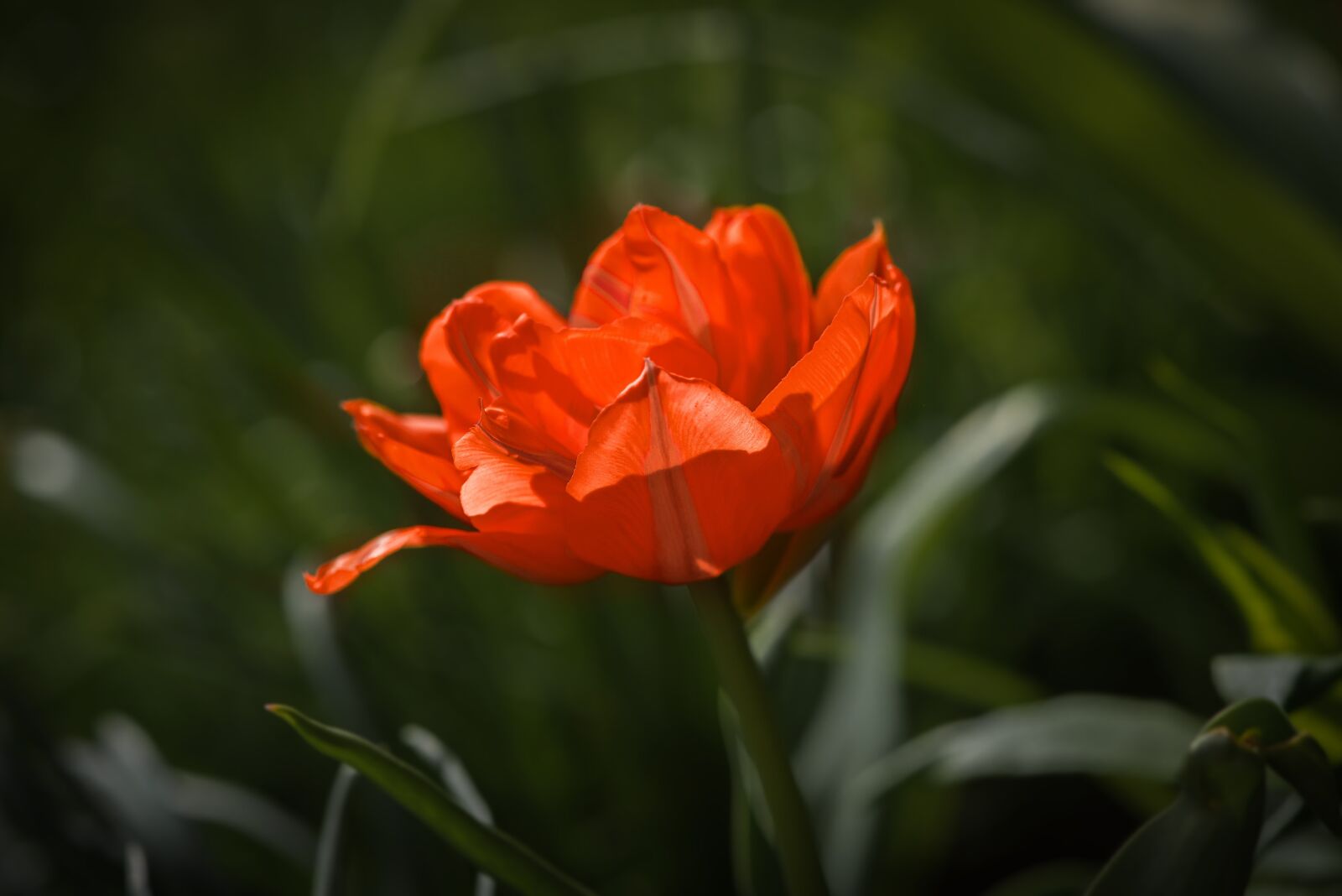 Nikon D750 sample photo. Flower, tulip, blossom photography