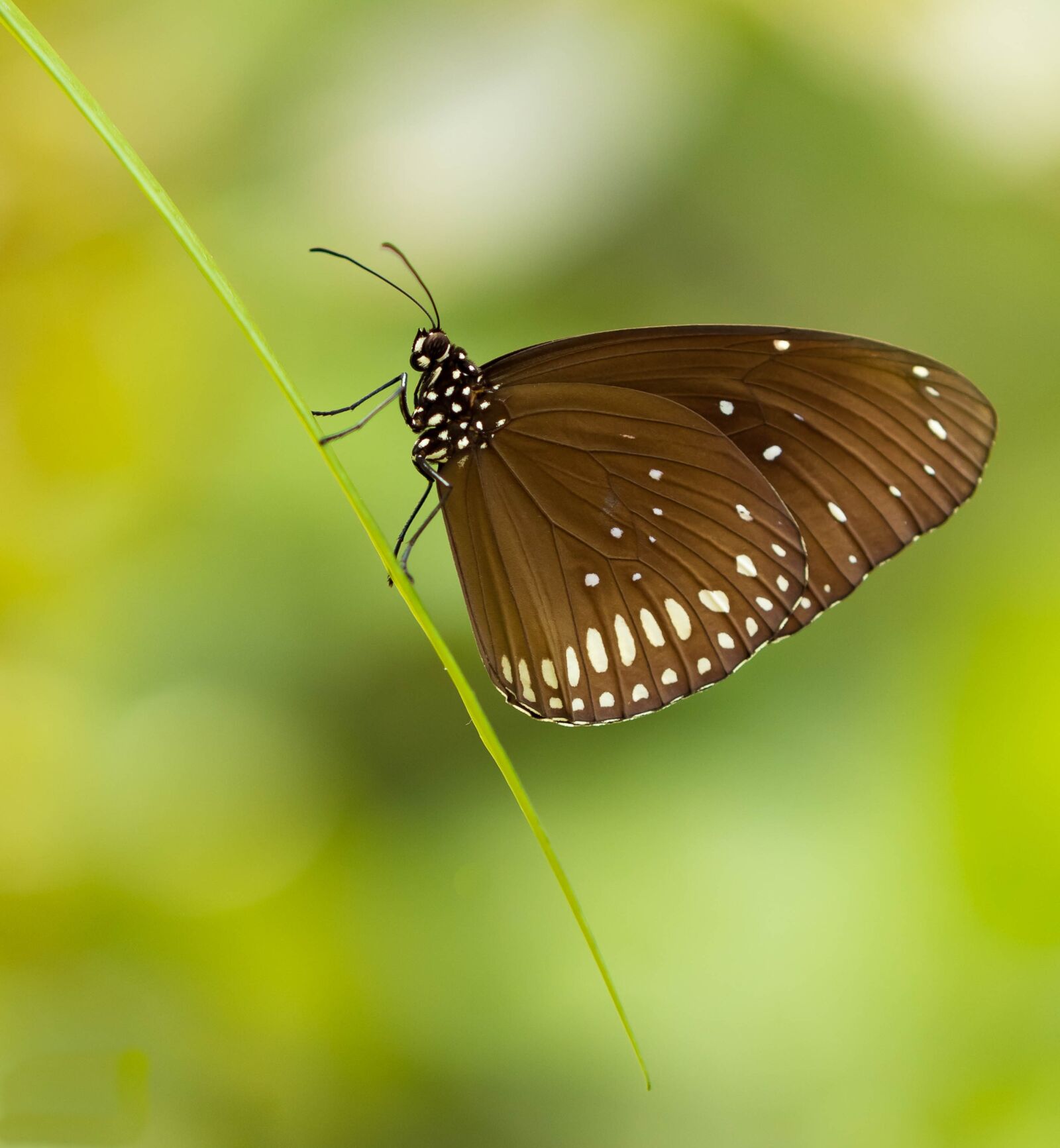 Canon EF 100mm F2.8L Macro IS USM sample photo. Butterfly, green, colorful photography