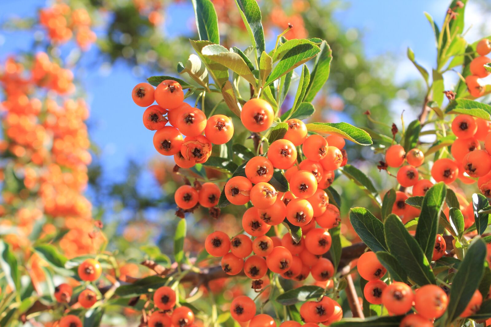 Canon EOS 550D (EOS Rebel T2i / EOS Kiss X4) sample photo. Rowanberries, orange, summer photography