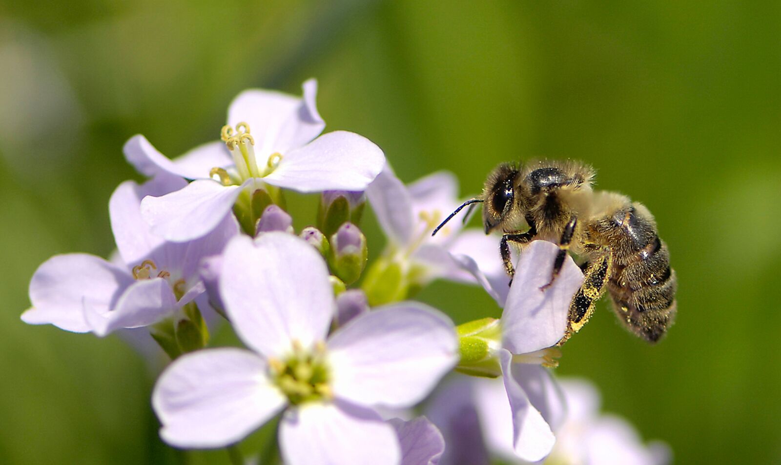 Nikon D2X sample photo. Bee, nature, flower photography