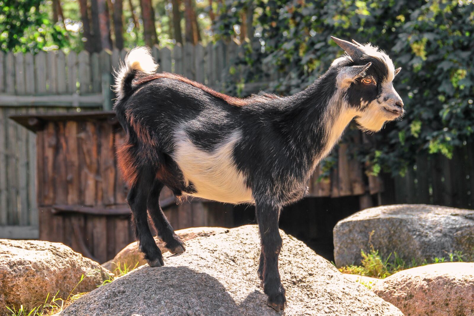 Canon EOS 600D (Rebel EOS T3i / EOS Kiss X5) sample photo. Goat, horns, stones photography