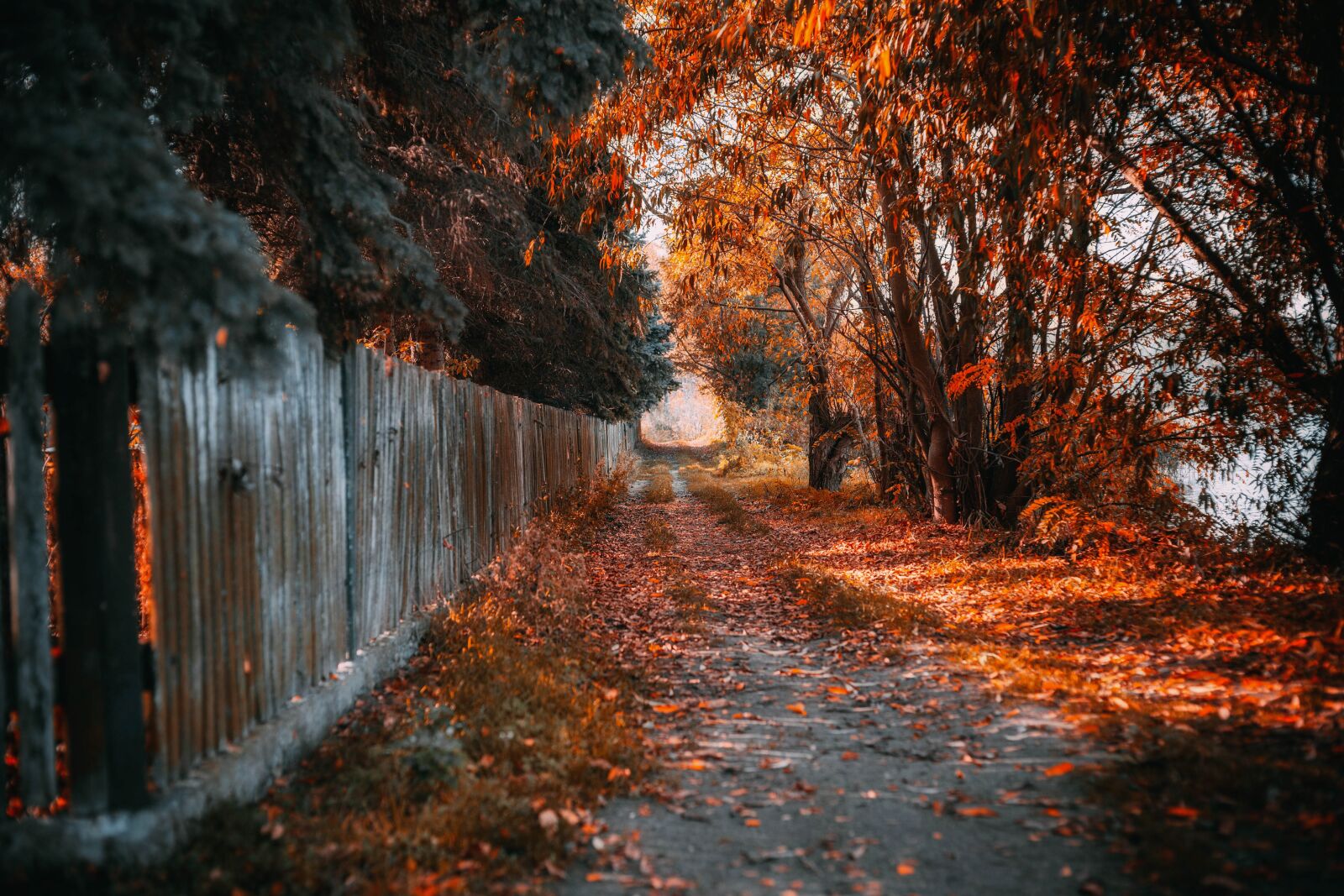 Canon EF 50mm F1.8 II sample photo. Autumn, foliage, forest photography