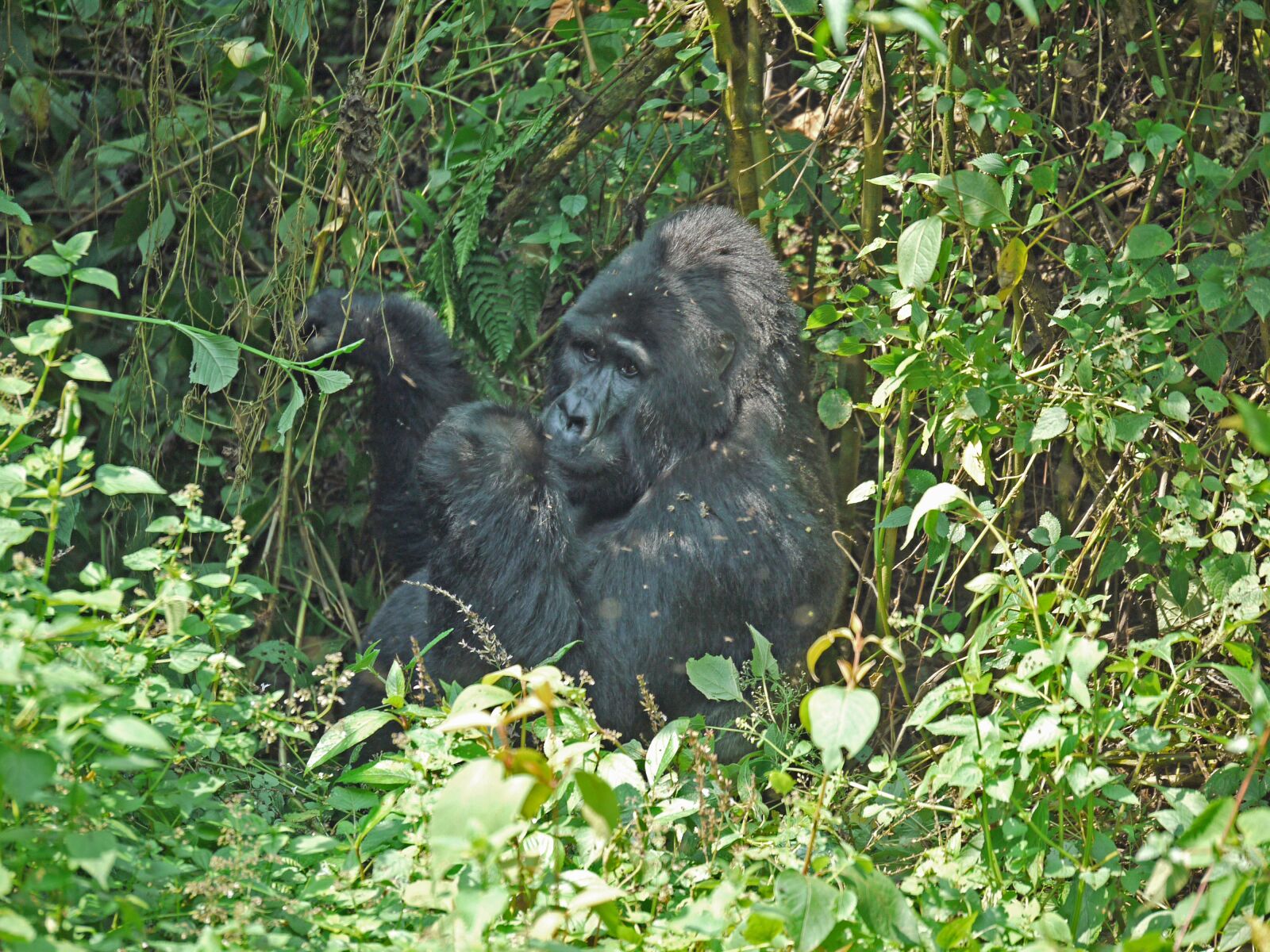 Panasonic Lumix DMC-G1 sample photo. Gorilla, silverback, uganda photography
