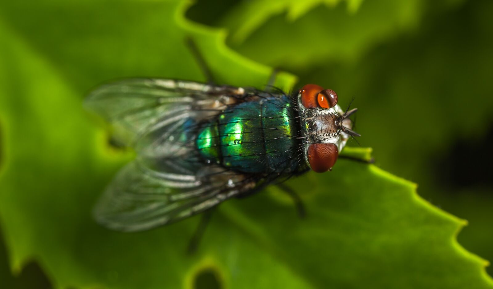 Canon MP-E 65mm F2.5 1-5x Macro Photo sample photo. Nature, insect, animals photography