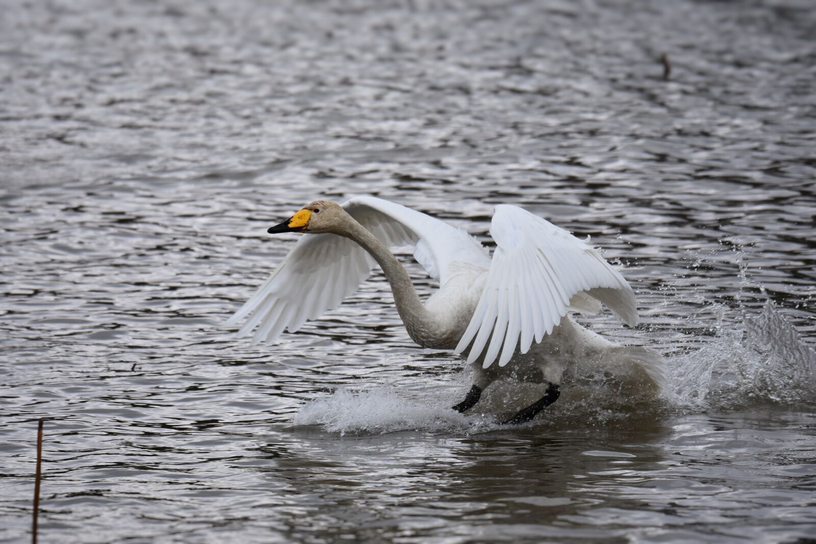 Nikon D7200 sample photo. Animal, lake, waterside photography
