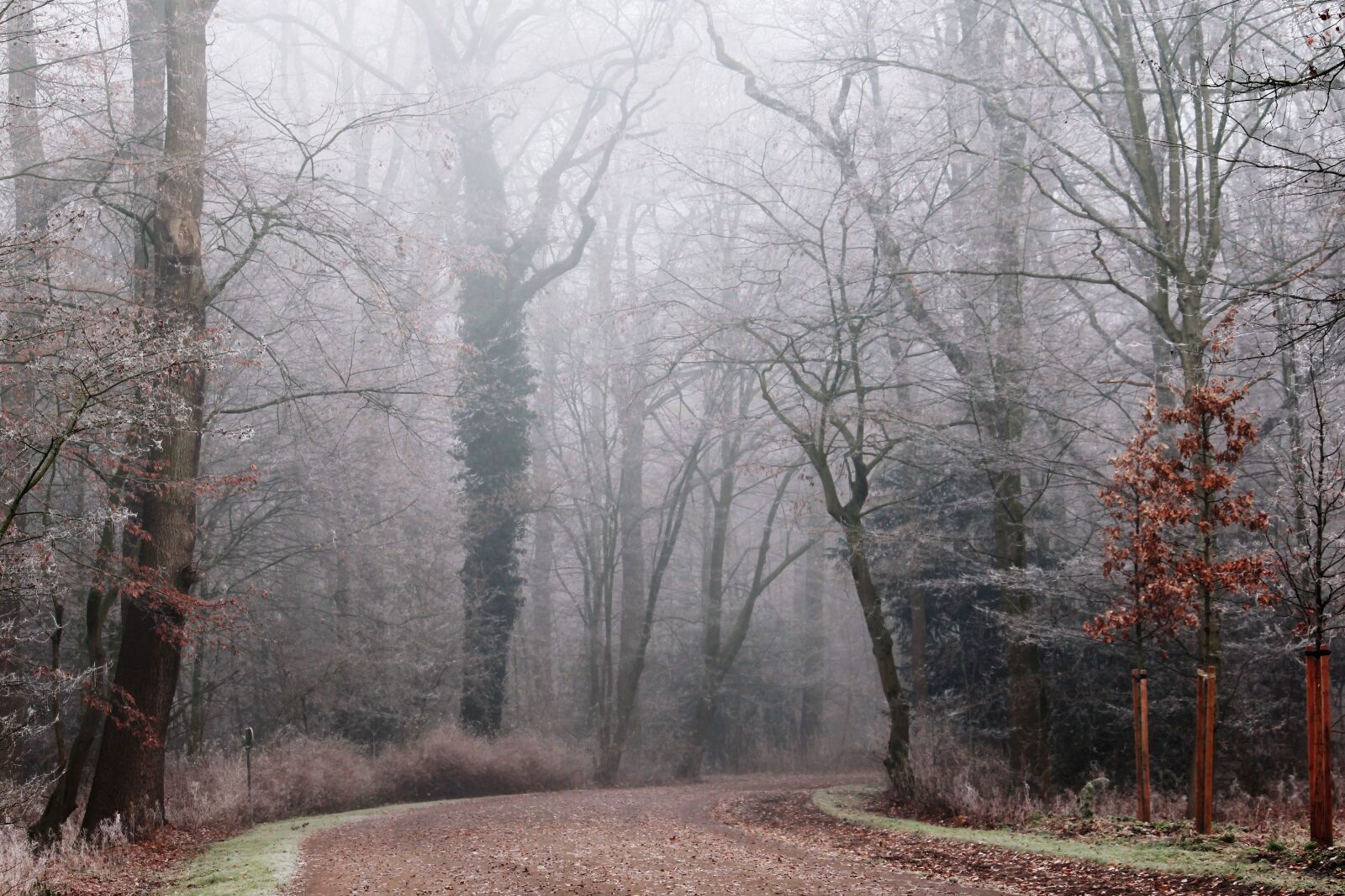 Canon EF-S 55-250mm F4-5.6 IS II sample photo. Fog, park, nature photography