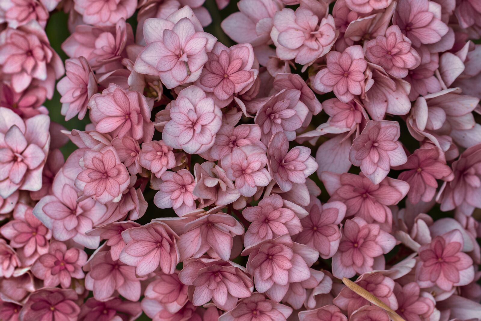 Canon EF 100mm F2.8L Macro IS USM sample photo. Flowers, garden, nature photography