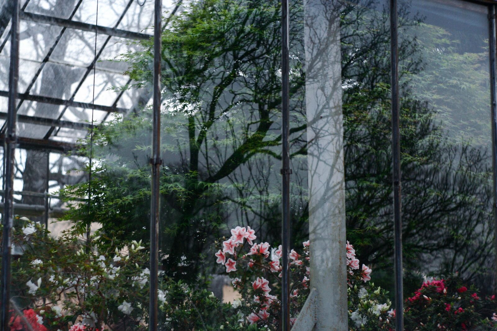 Canon EOS 350D (EOS Digital Rebel XT / EOS Kiss Digital N) sample photo. Window, reflection, botanical garden photography