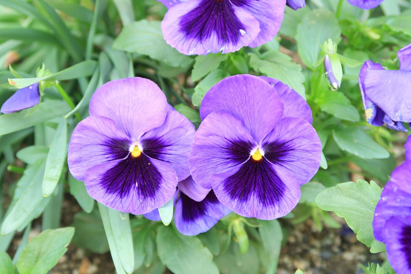 Canon PowerShot G7 X Mark II sample photo. Flowers, natural, plant photography