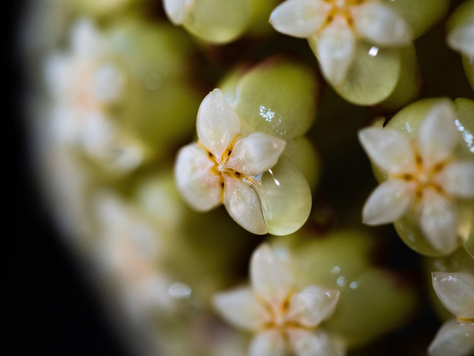 Olympus OM-D E-M10 III sample photo. Hoya, flower, plant photography