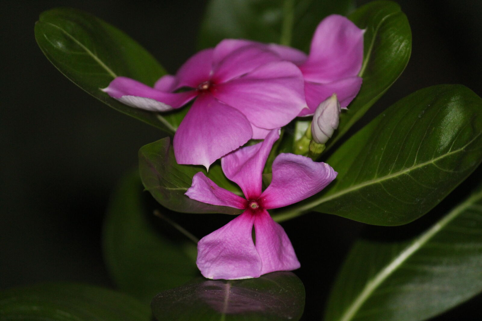 Canon EOS 700D (EOS Rebel T5i / EOS Kiss X7i) sample photo