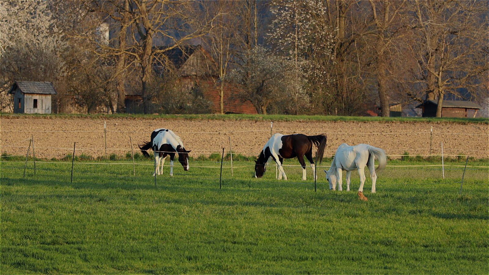 Canon EF 70-300 F4-5.6 IS II USM sample photo. Landscape, horses, mustangs photography