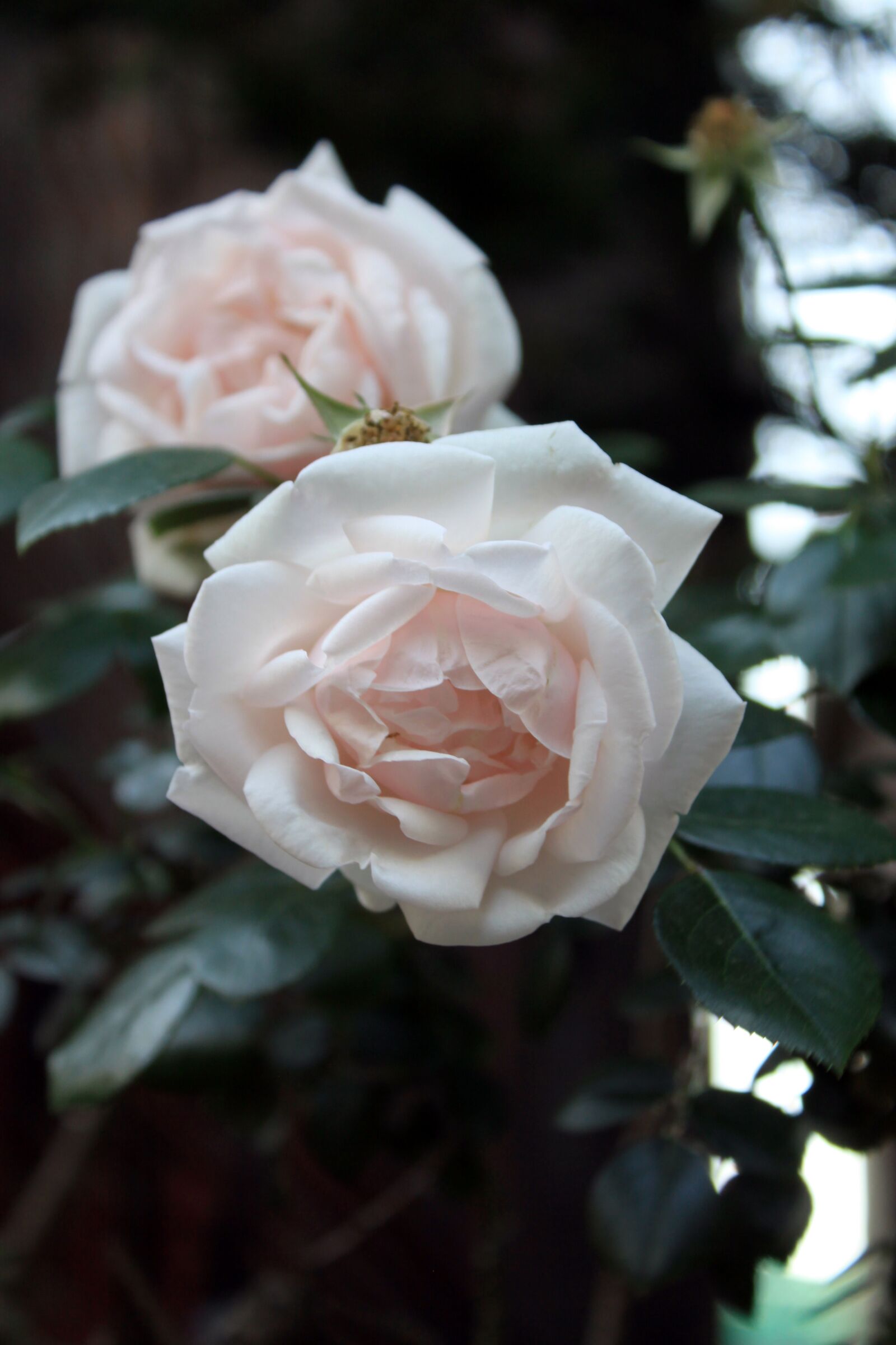 Canon EOS 50D sample photo. Rose, the white rose photography