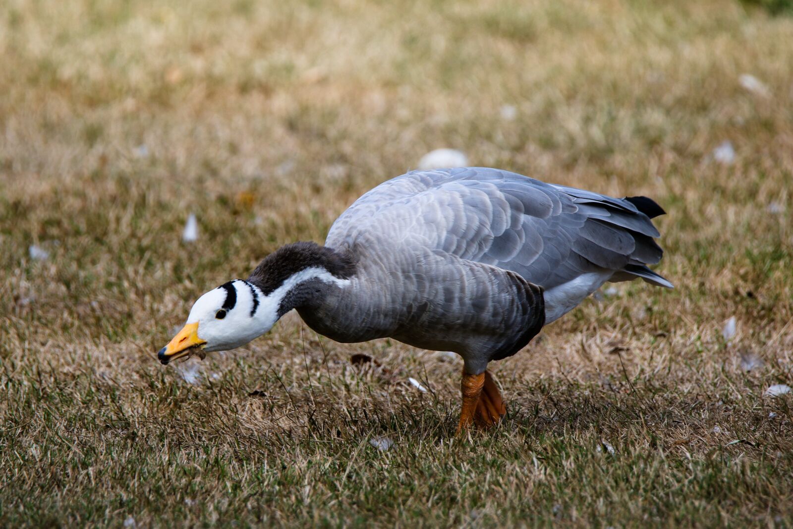 Canon EOS 70D sample photo. Animals, bird, goose photography