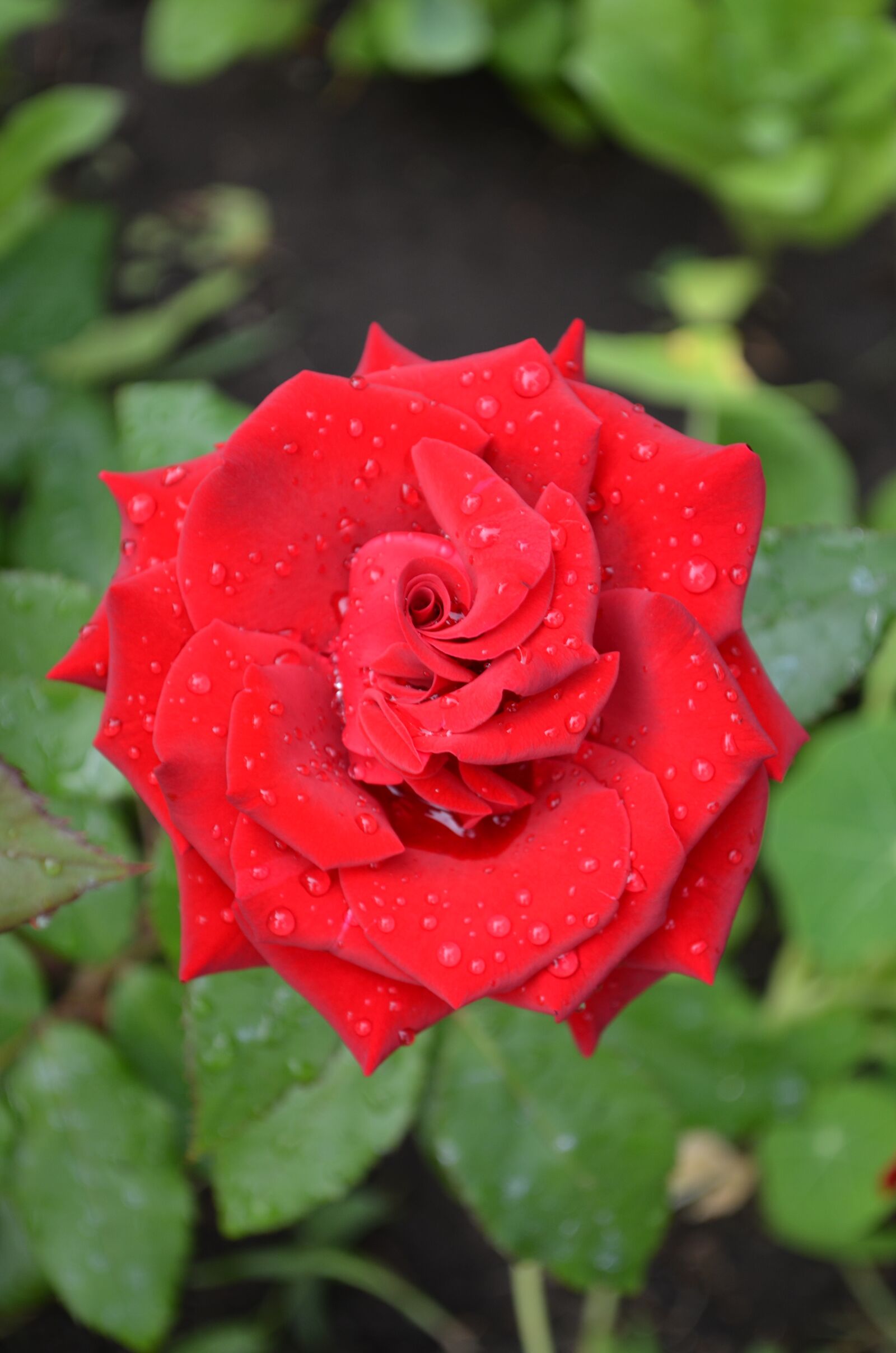 Nikon D5100 sample photo. Rose, red rose, red photography