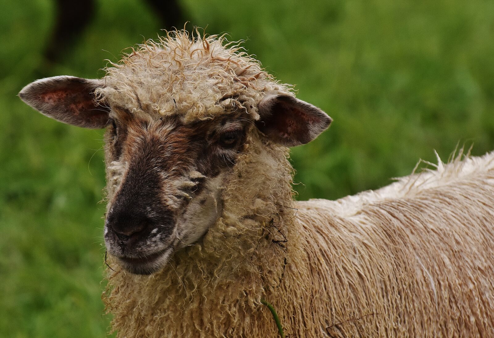 Nikon D7200 sample photo. Sheep, animal, meadow photography