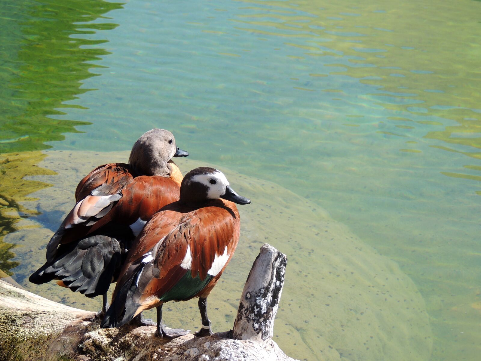 Nikon Coolpix P510 sample photo. Duck, water, bird photography