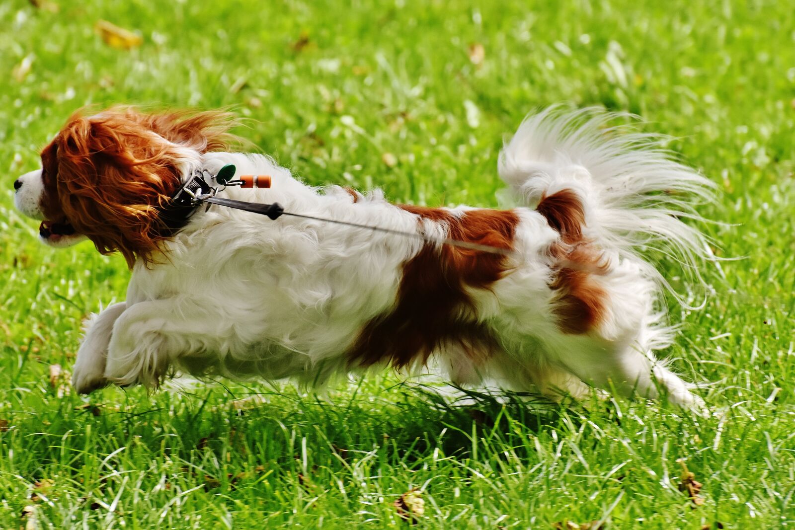 Nikon D7200 sample photo. Dog, cavalier king charles photography