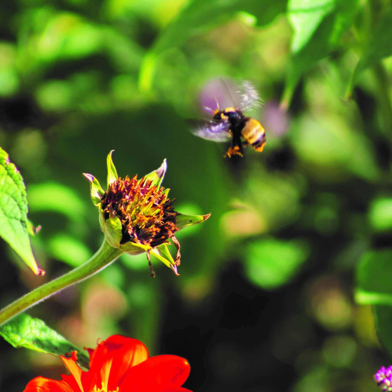 Canon EOS 1300D (EOS Rebel T6 / EOS Kiss X80) + EF75-300mm f/4-5.6 sample photo. Bee, insect, nature photography