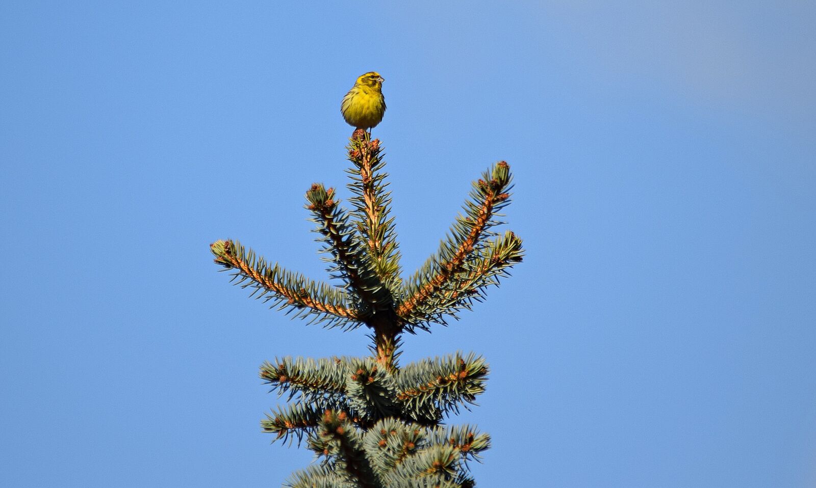 Nikon D5300 sample photo. Bird, nature, grass photography