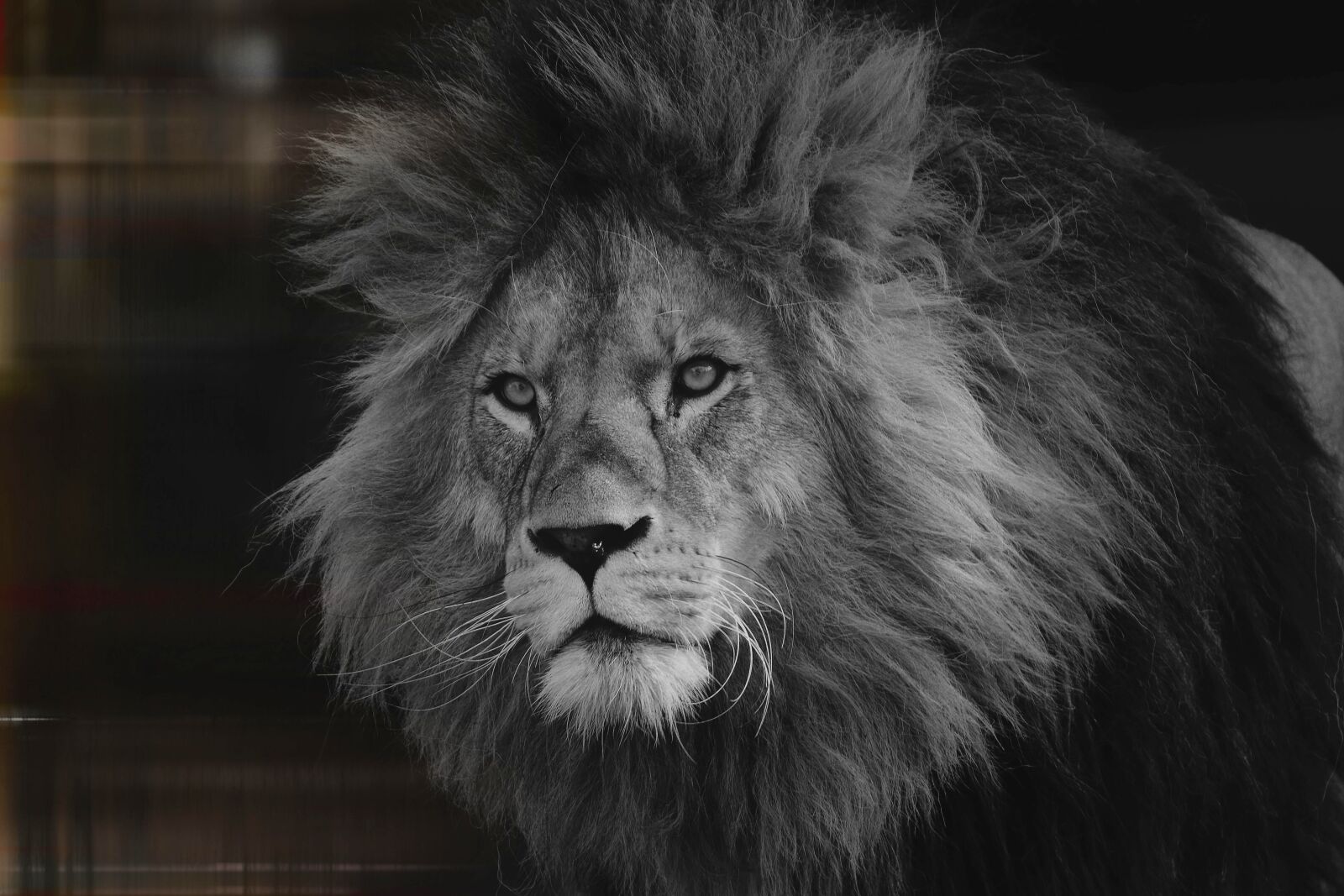 Nikon D7200 sample photo. Lion, zoo, predator photography