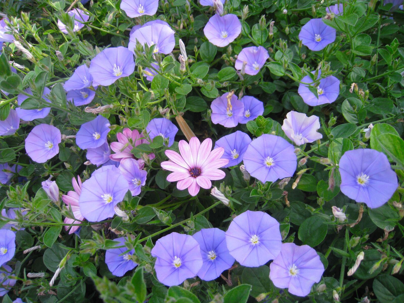 Canon IXY DIGITAL 910 IS sample photo. Noon our, blue-violet, flowers photography