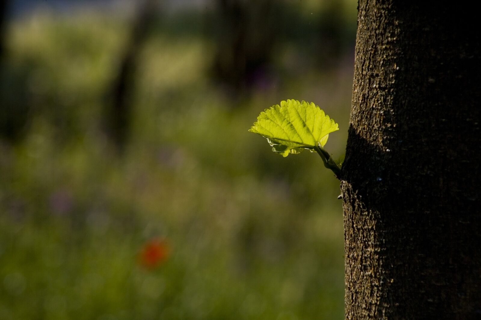 Canon EOS 5D sample photo. Leaves, light, nature photography