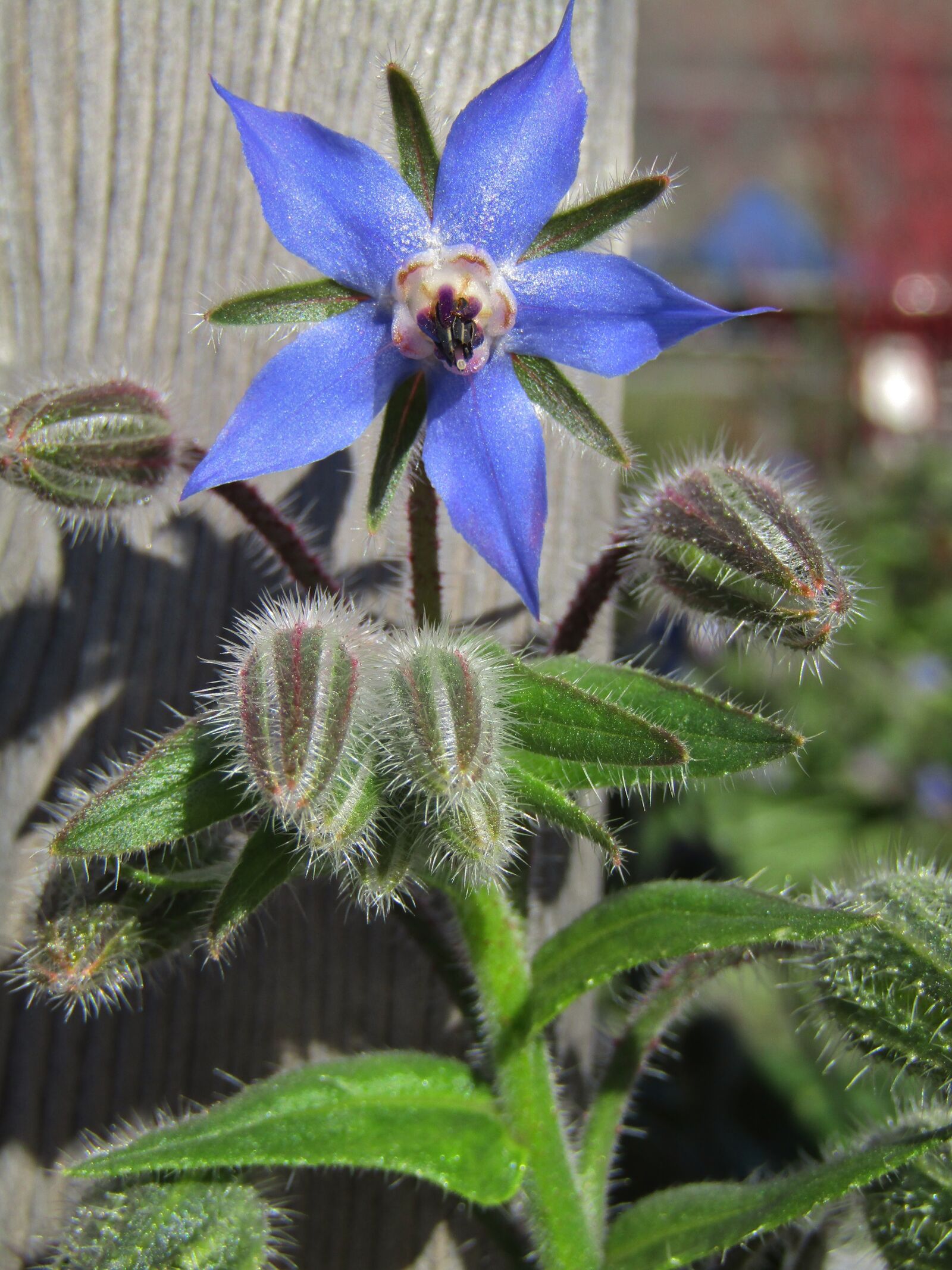Canon POWERSHOT SX432 IS sample photo. Borage, star flower, cucumber photography