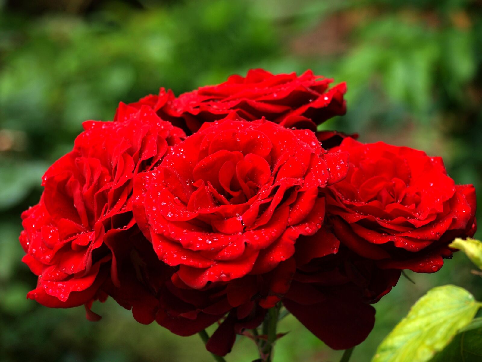Olympus E-420 (EVOLT E-420) sample photo. Red, nature, garden photography