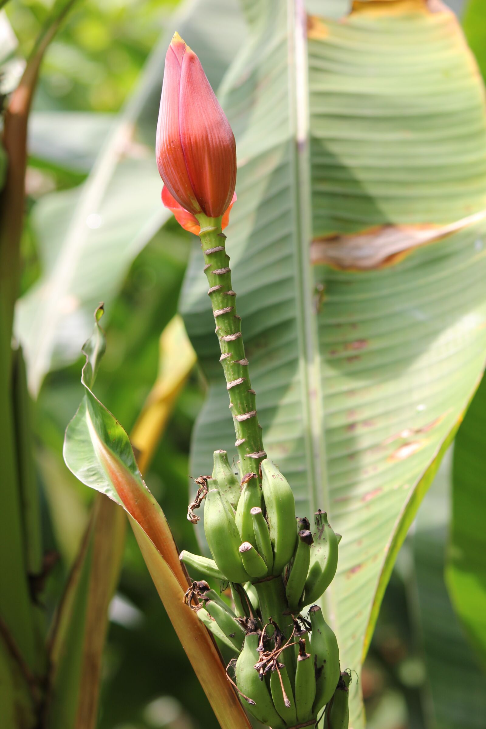 Canon EOS 550D (EOS Rebel T2i / EOS Kiss X4) sample photo. Bananas, banana flower, banana photography