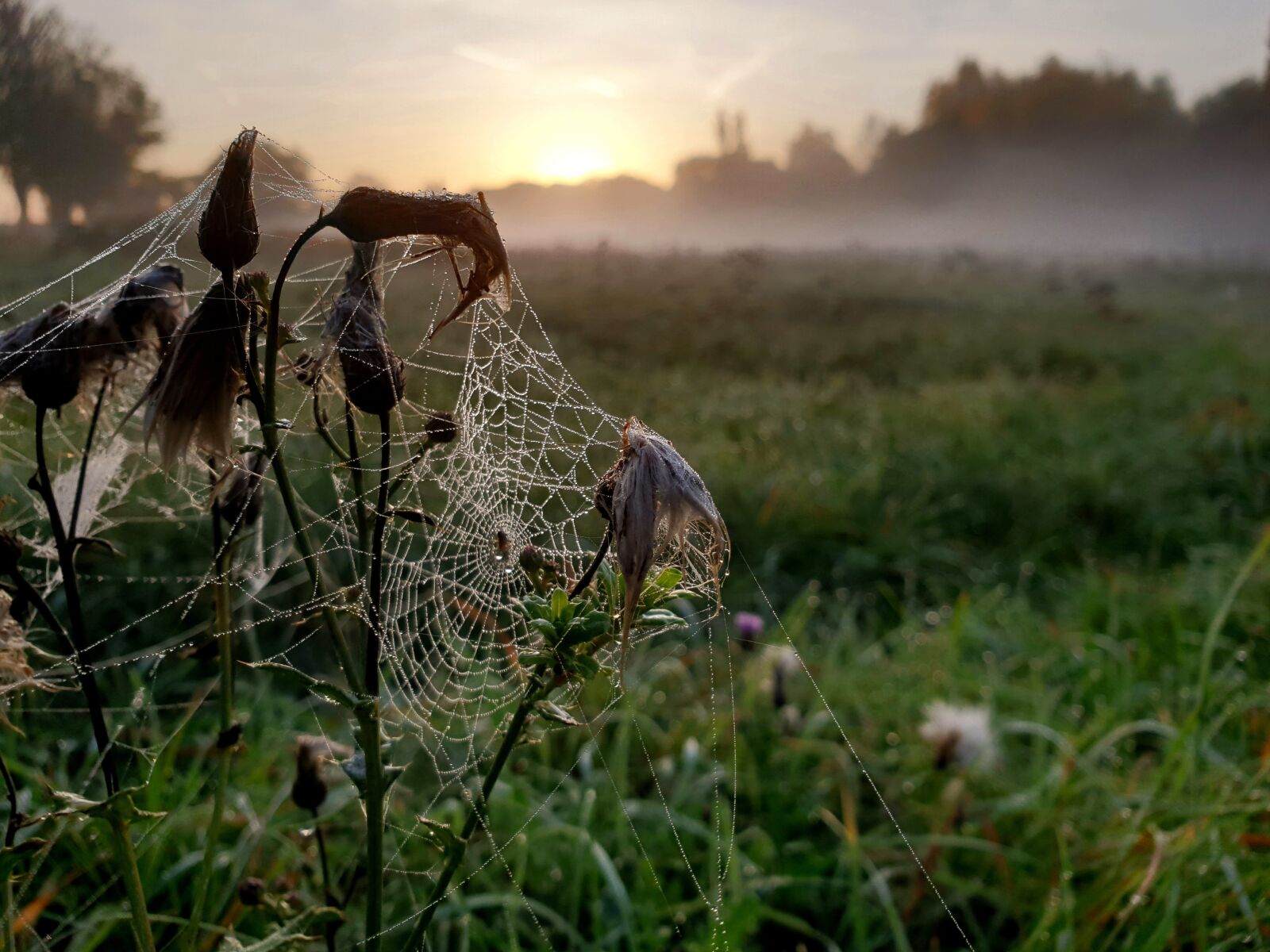 Samsung Galaxy S9 sample photo. In addition to, field photography