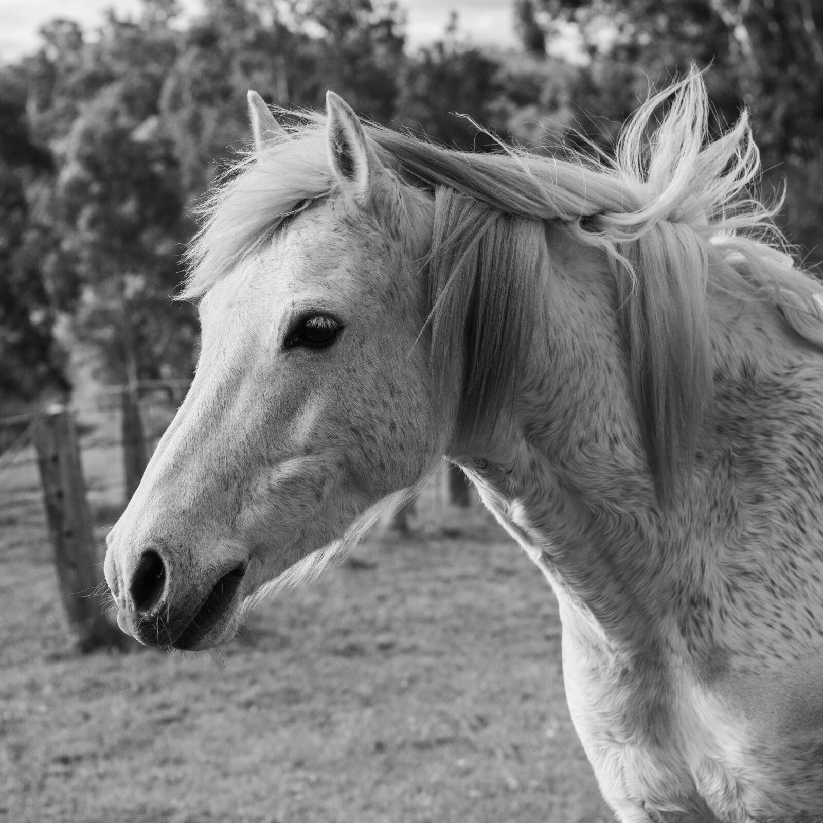 Nikon D750 sample photo. Horse, pony, australian pony photography