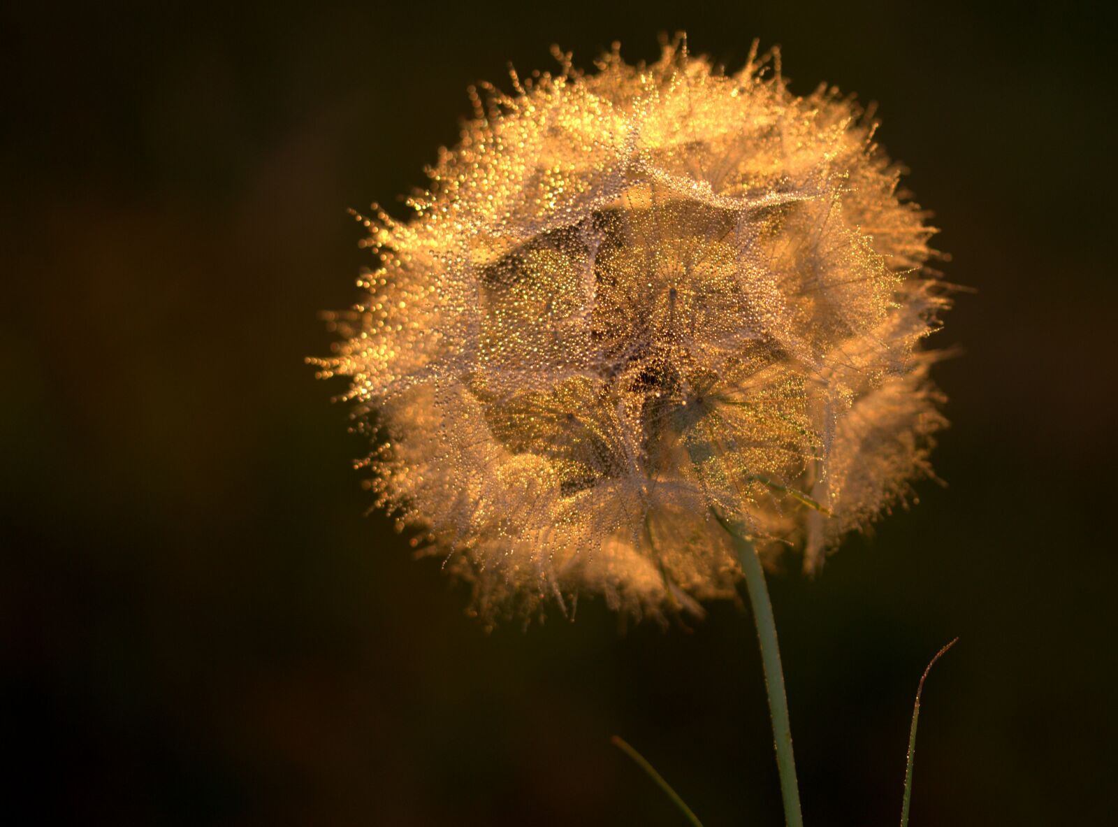 Canon EF-S 60mm F2.8 Macro USM sample photo. Dandelion, sunset, drops photography