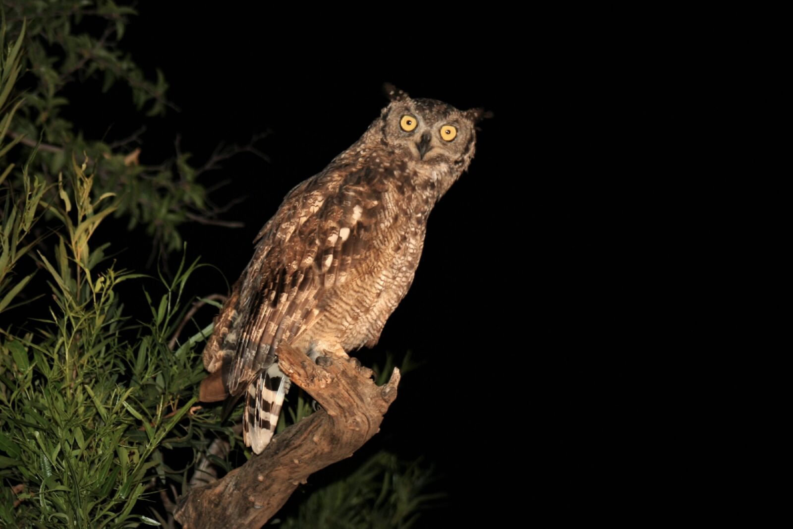 Canon EOS 400D (EOS Digital Rebel XTi / EOS Kiss Digital X) sample photo. Spotted eagle owl, nocturnal photography