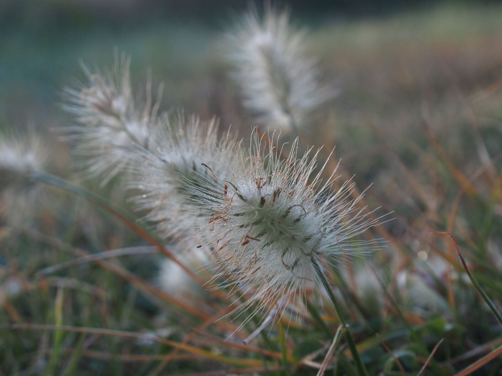 Olympus OM-D E-M5 sample photo. Grass, wild, weed photography