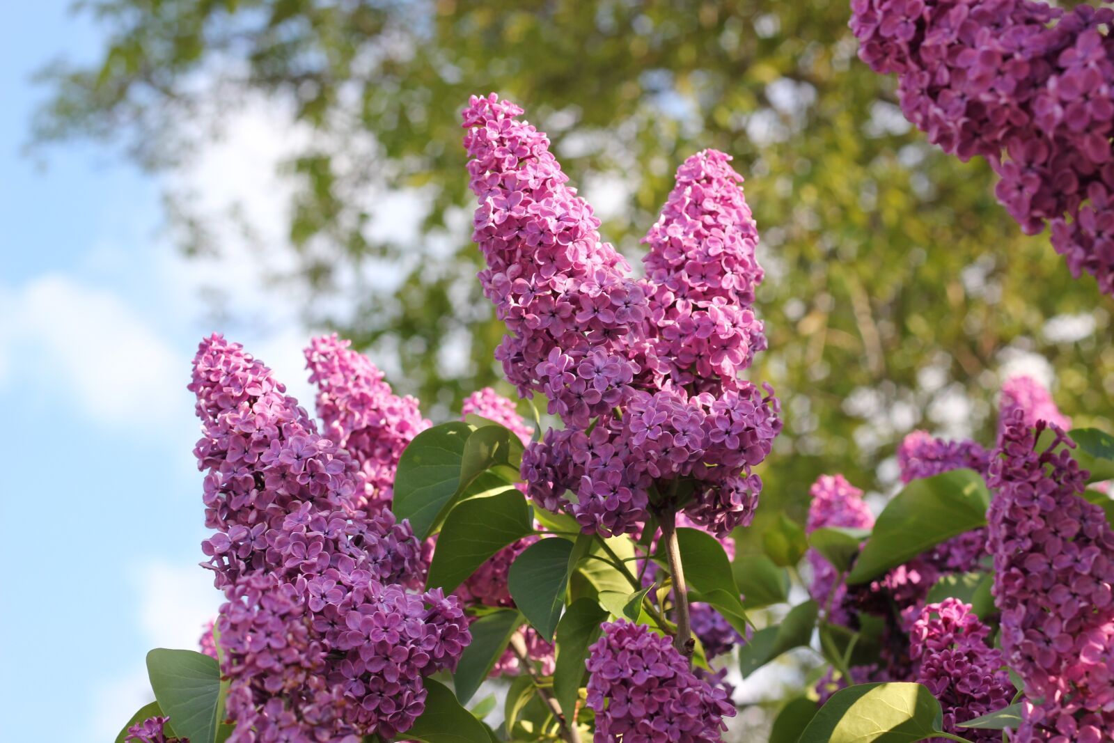 Canon EOS 550D (EOS Rebel T2i / EOS Kiss X4) sample photo. Lilac, violet, flower photography