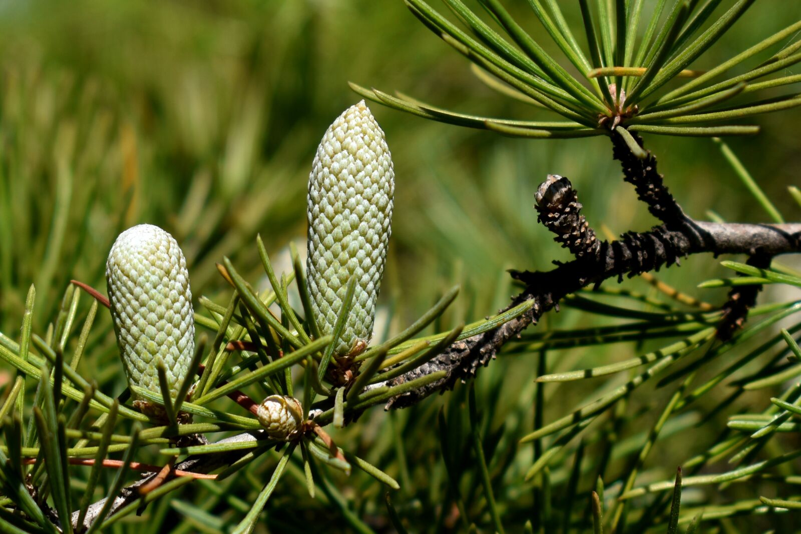 Nikon D3500 sample photo. Fir, plants, needles photography