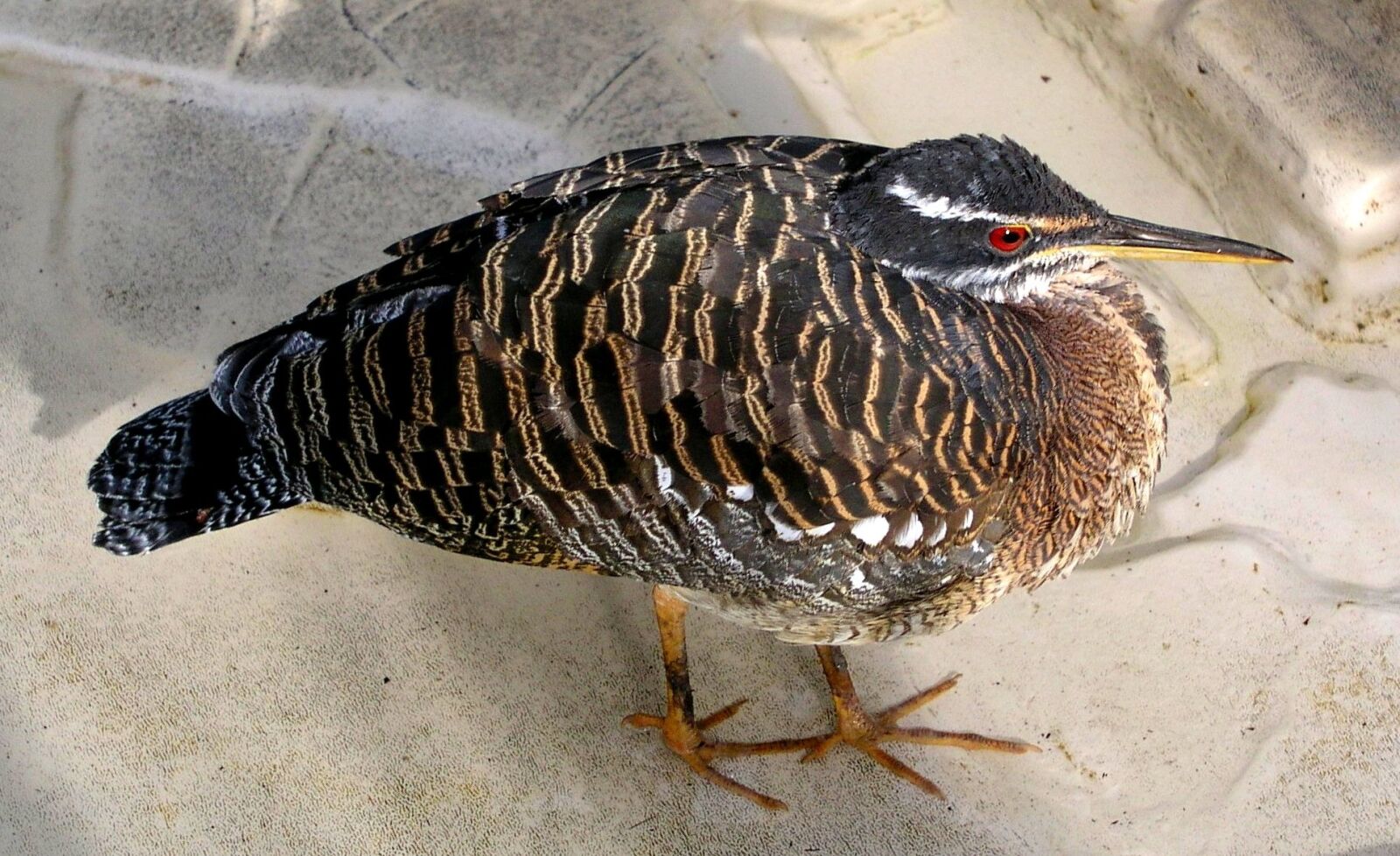 Olympus C5050Z sample photo. Bird, feathers, plumage photography