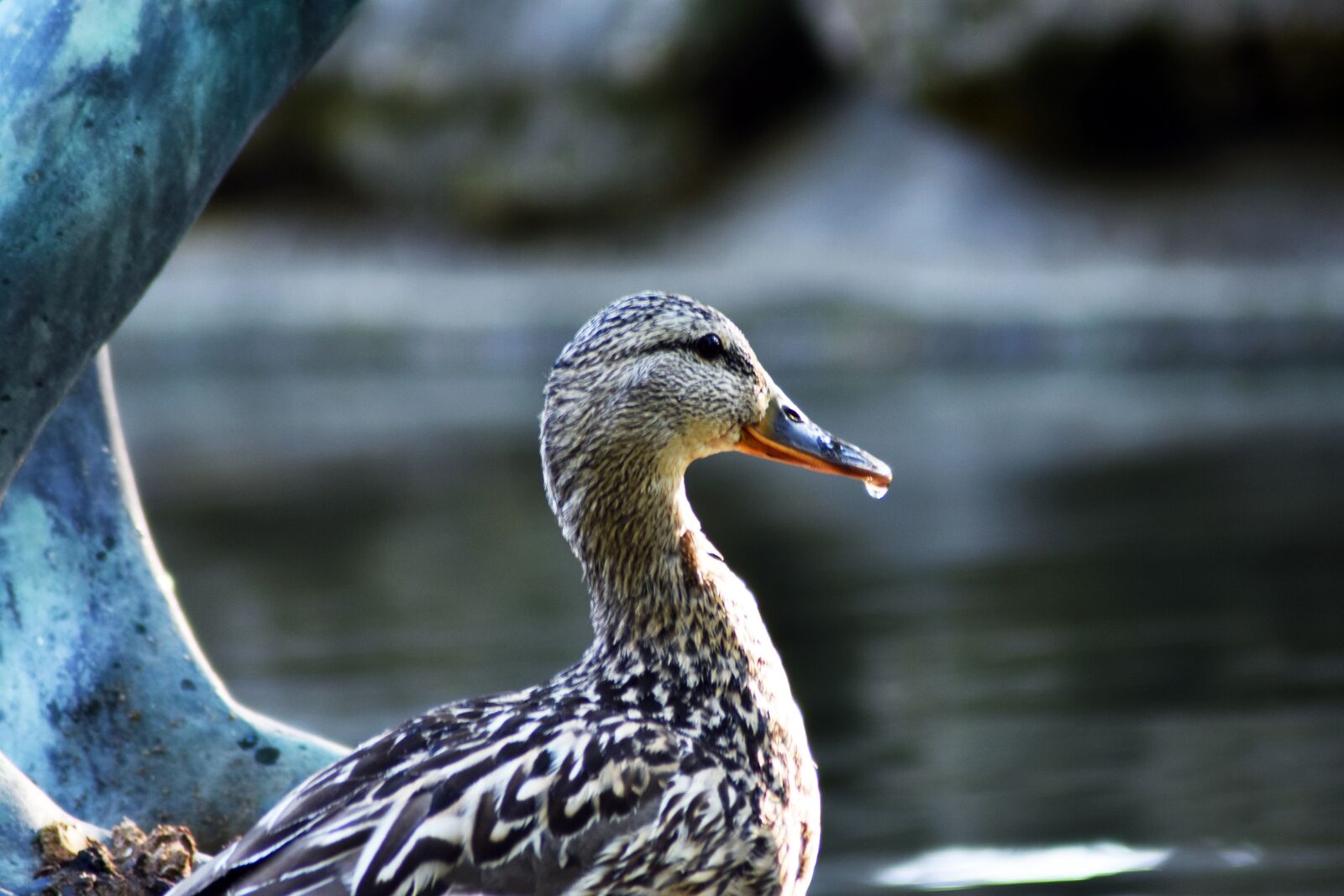 Nikon D3400 sample photo. Duck, mallard duck, teal photography