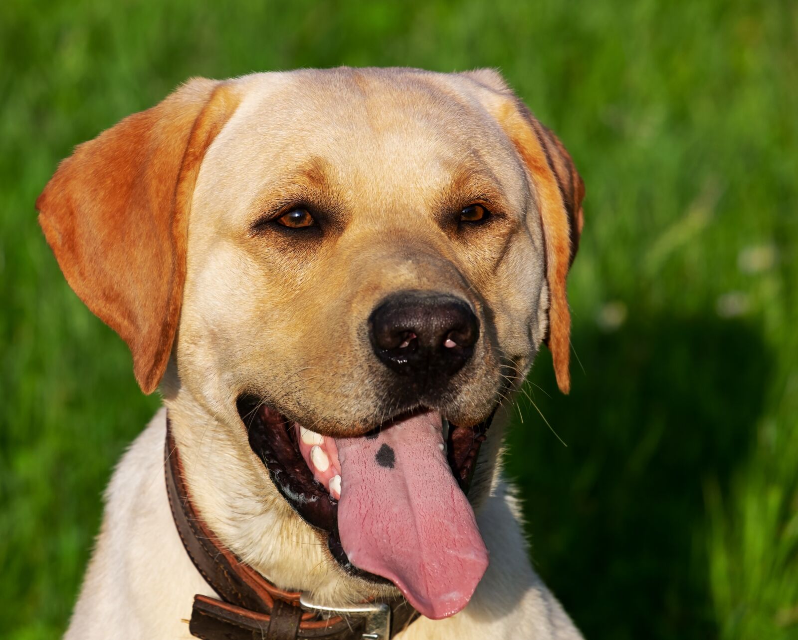 Fujifilm XF 55-200mm F3.5-4.8 R LM OIS sample photo. Dog, mixed breed dog photography