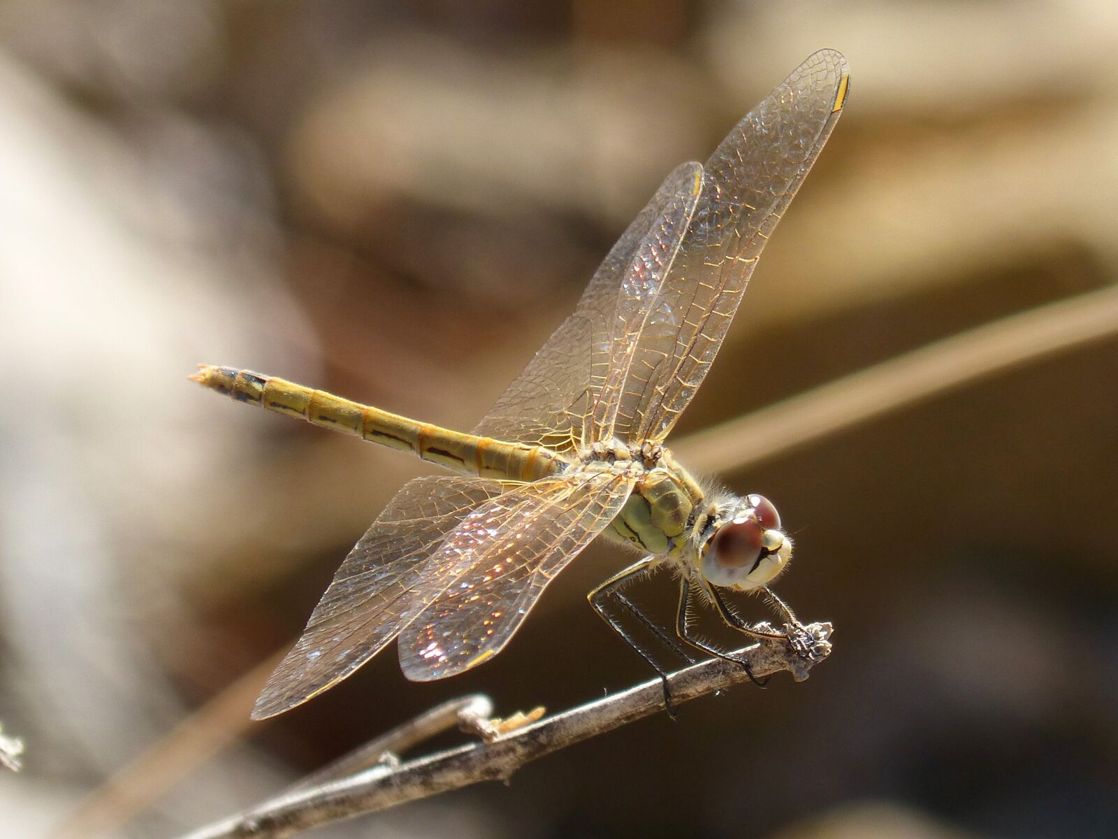 Panasonic DMC-FZ62 sample photo. Dragonfly, iridescent, translucent wings photography