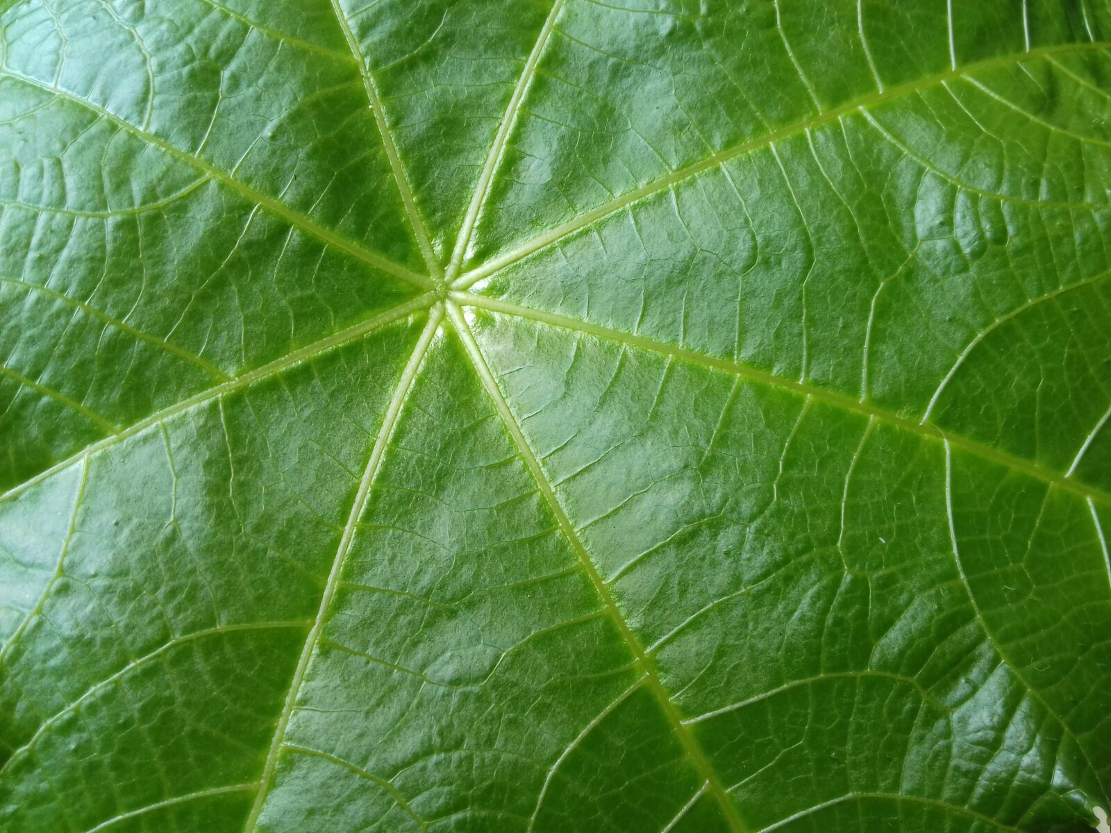 Samsung Galaxy J3(2016) sample photo. Leaf, plant, green photography