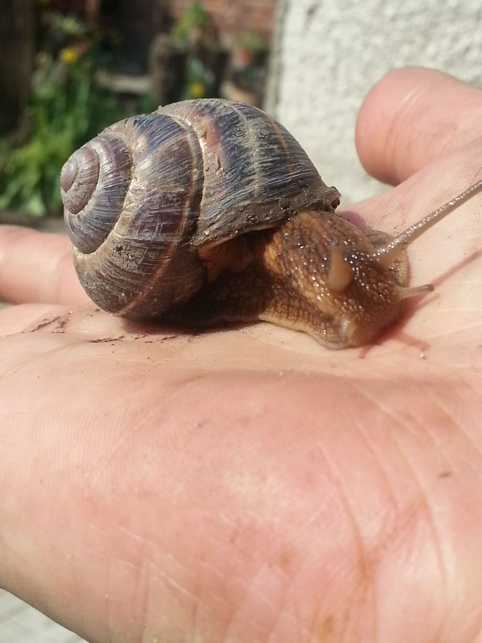 Samsung Galaxy S3 sample photo. Snail, palm, animal photography