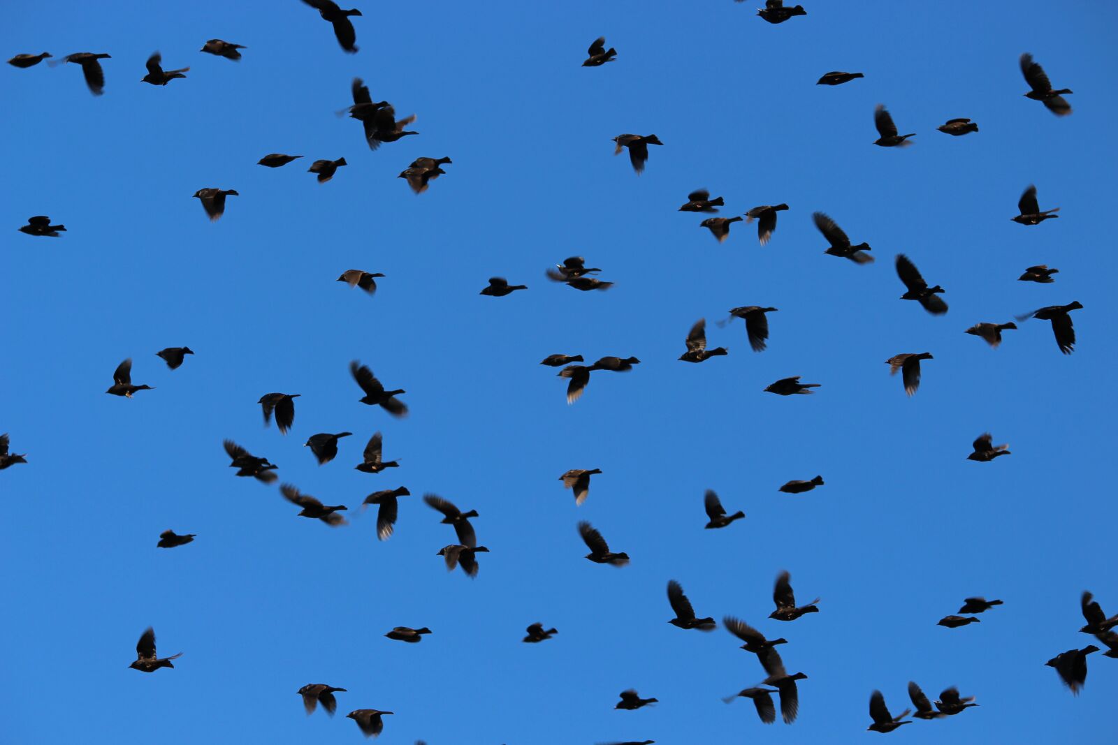 Canon EOS 700D (EOS Rebel T5i / EOS Kiss X7i) sample photo. Bird, sky, nature photography