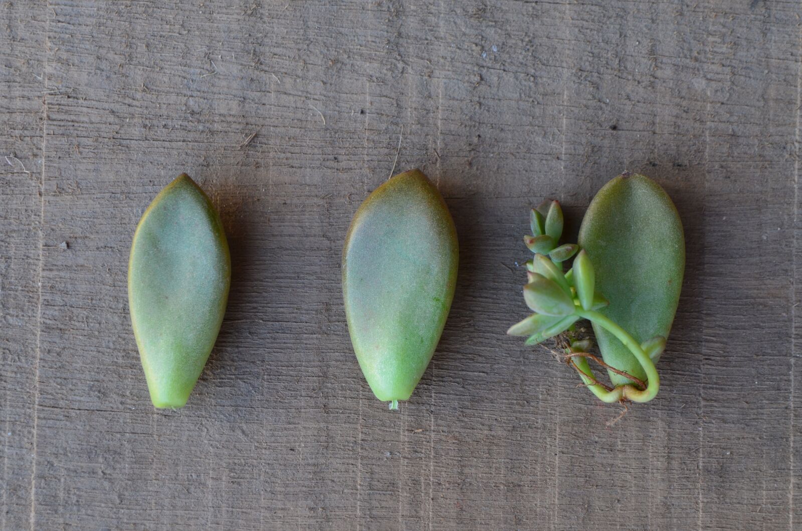 Nikon D5100 sample photo. Leaves, leaf, wood photography