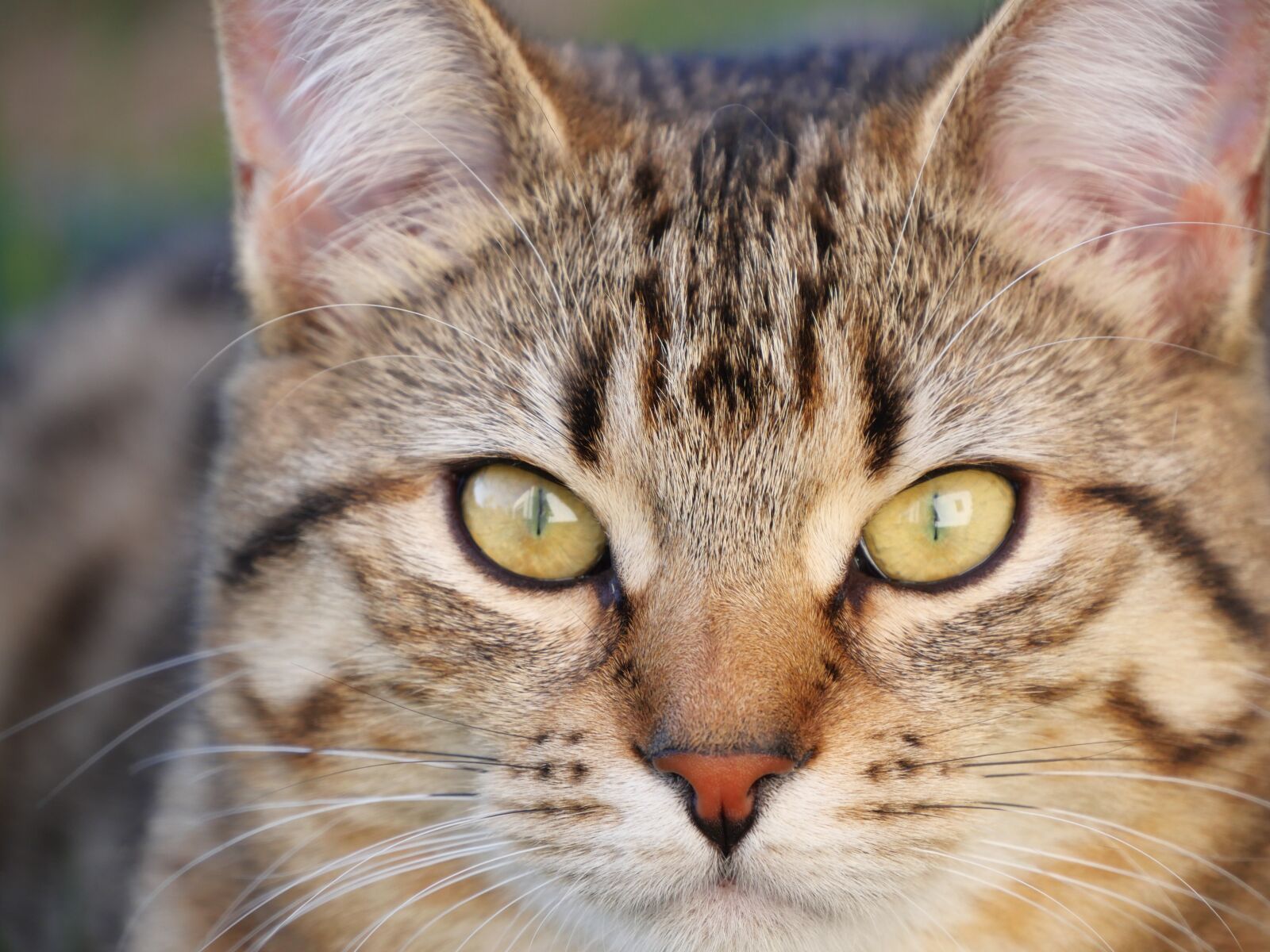Panasonic Lumix DC-GX9 sample photo. Cat, face, animal photography