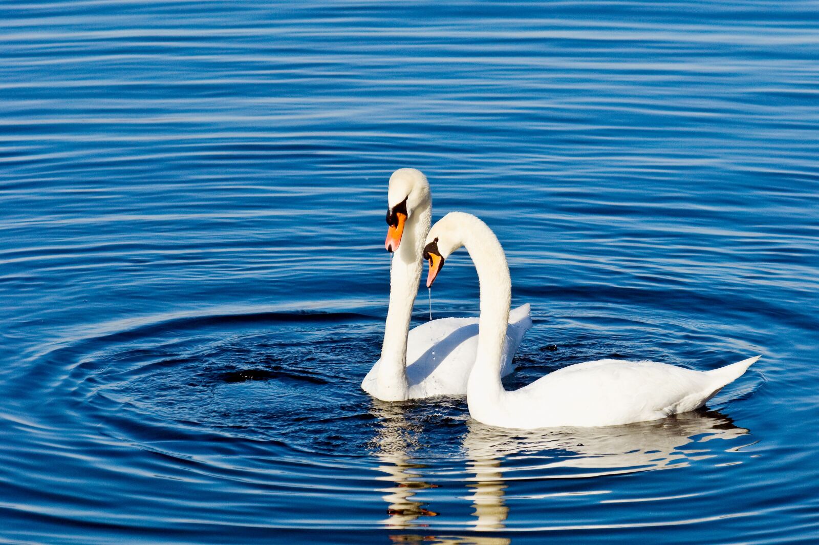 Nikon D2X sample photo. Waters, bird, swan photography