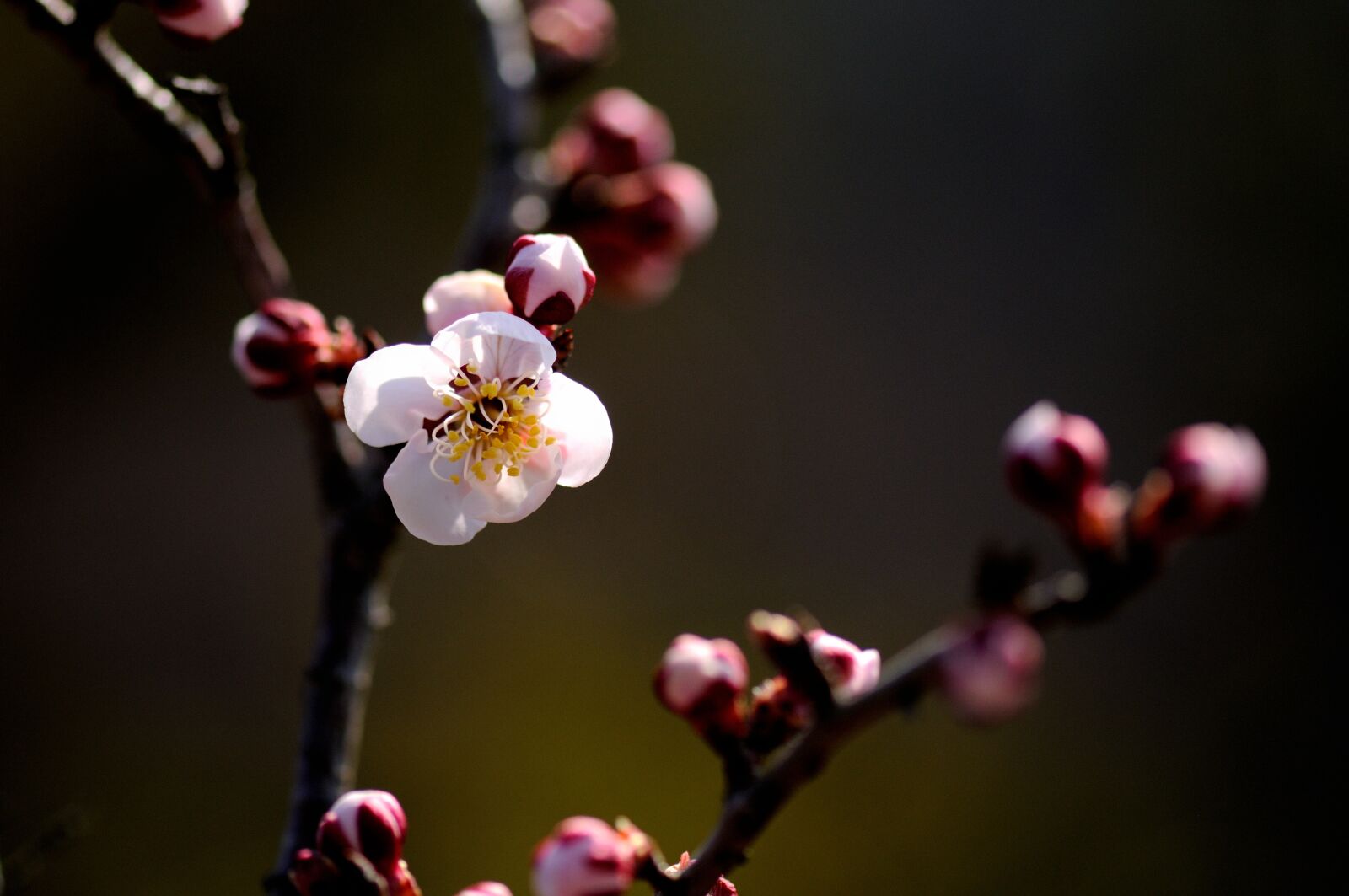 Nikon D300S sample photo. Cherry blossom, sakura, tree photography