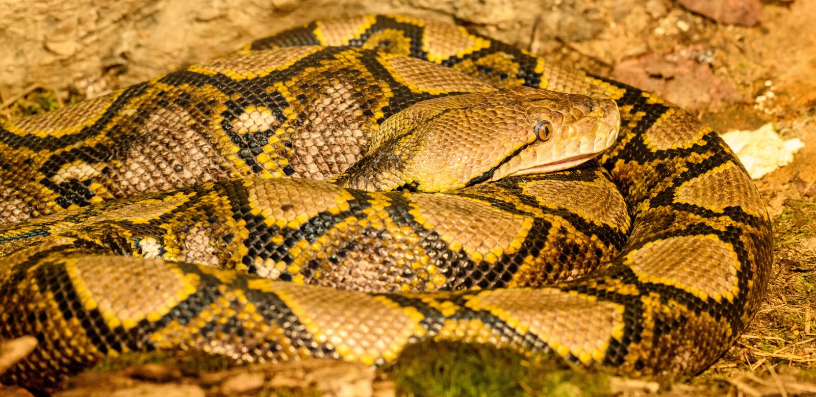 Nikon D850 sample photo. Snake, python, reptile photography